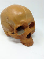 Sawbones Human Skull Replica For Medical Training & Education Cranium Head