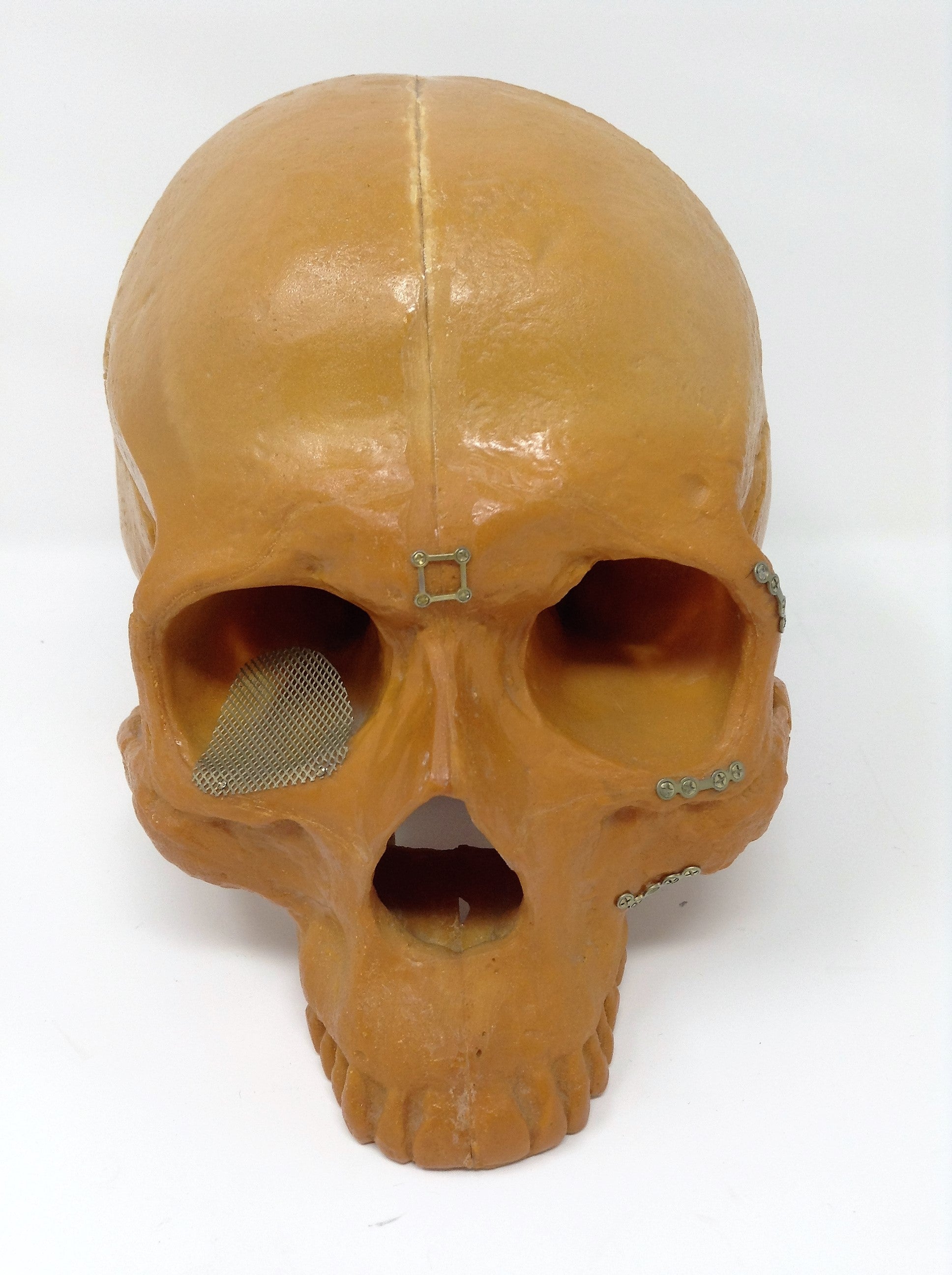 Sawbones Human Skull Replica For Medical Training & Education Cranium Head