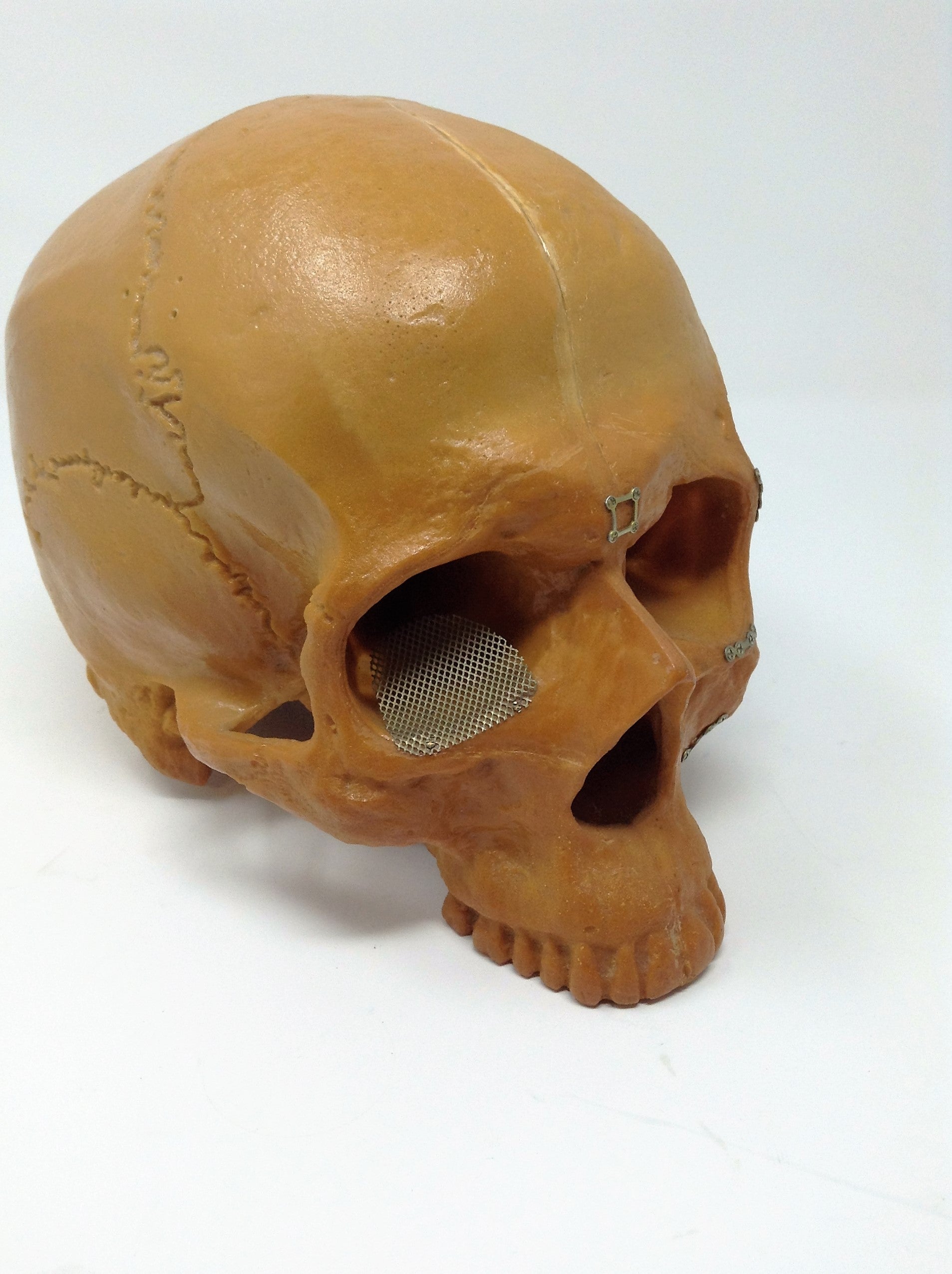 Sawbones Human Skull Replica For Medical Training & Education Cranium Head